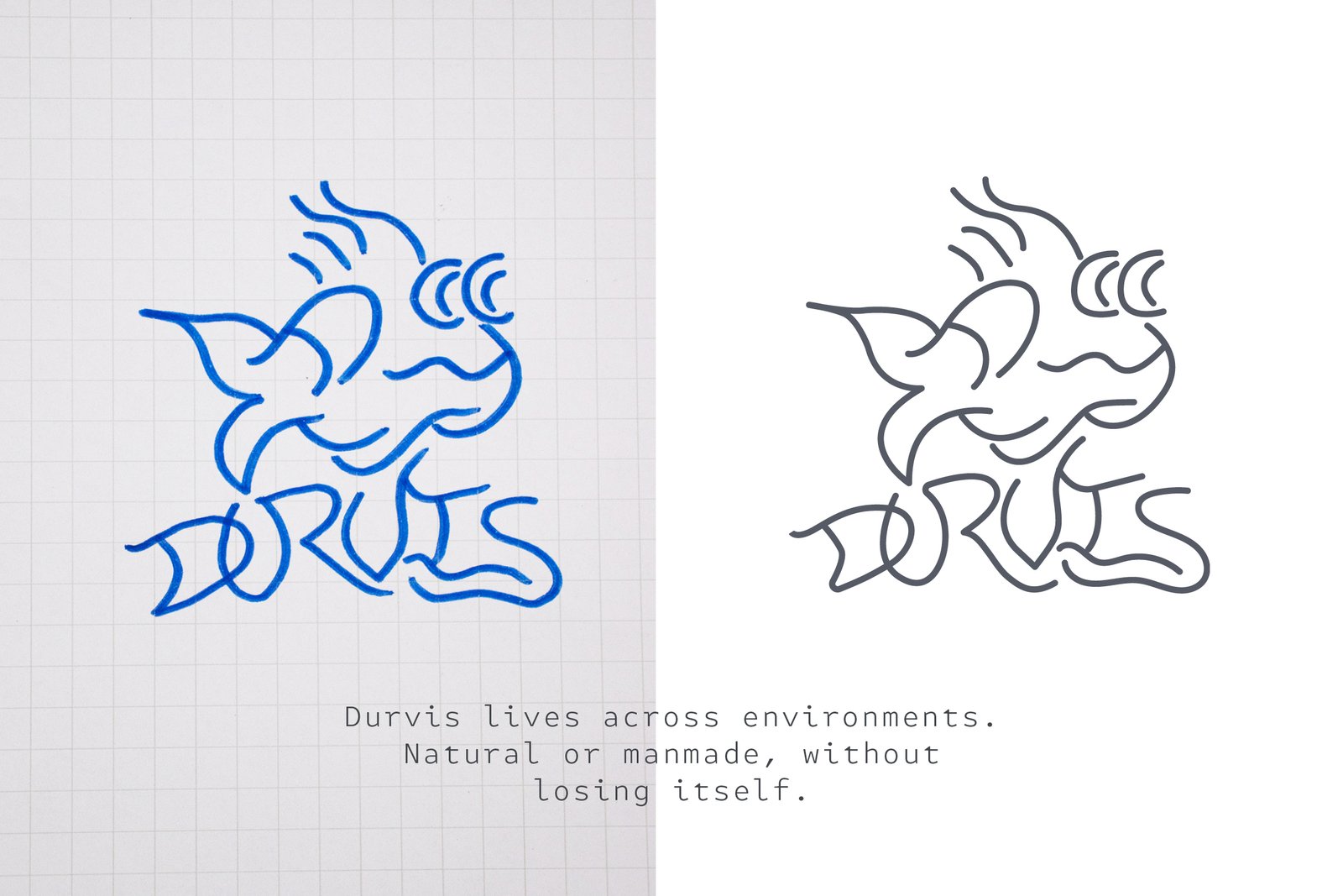 Illustrated Durvis fish logo shown in blue sketch form and refined gray linework, demonstrating the brand’s adaptable identity system.